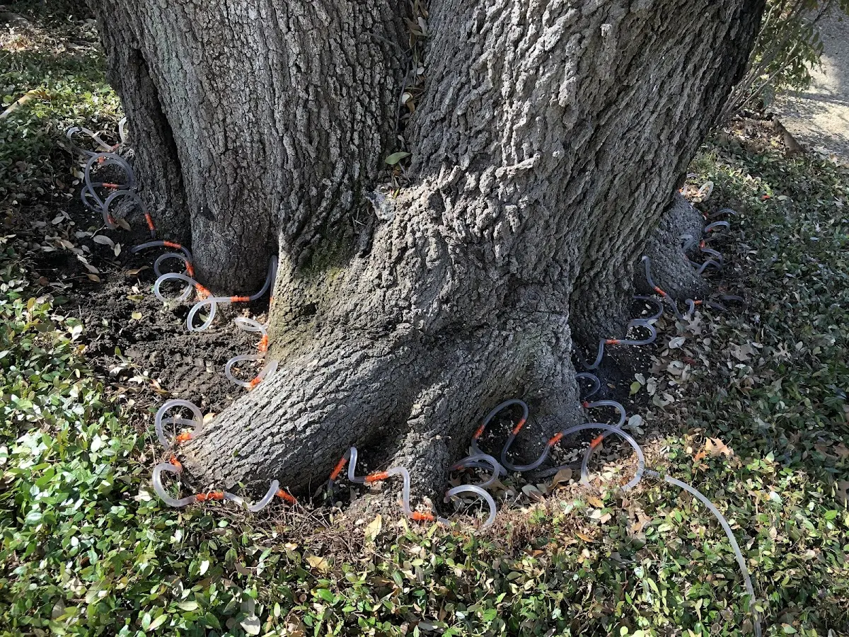 Detailed Tree Cabling and Bracing job site in Sylvan Grove