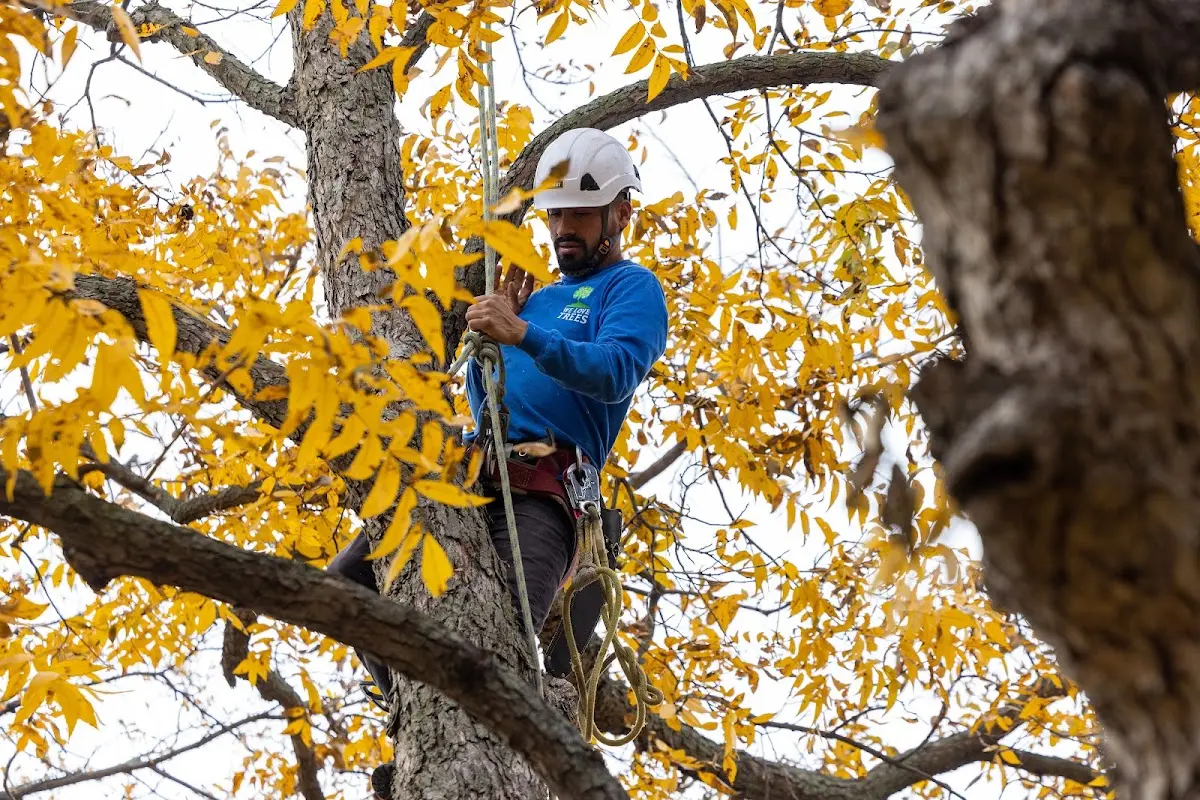 Skilled Tree Pruning crew working in Sylvan Grove