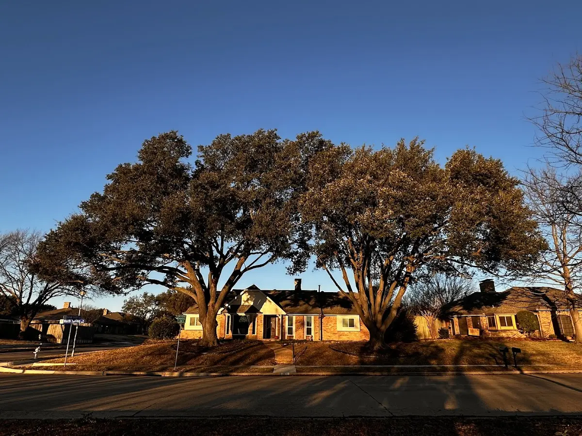 Established residential canopy tree shading a home in Sylvan Grove